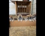 SHIBA INU, vrhunski štenci 